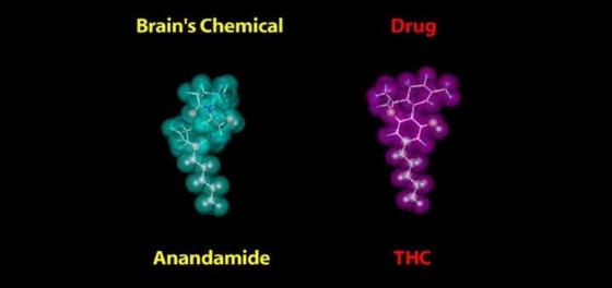 Jak jste se mohli dočíst, THC a anandamid mají stejný tvar, proto s ECS a nervovým systémem reagují tak rychle a snadno. THC je však mnohem hůře odbouratelné